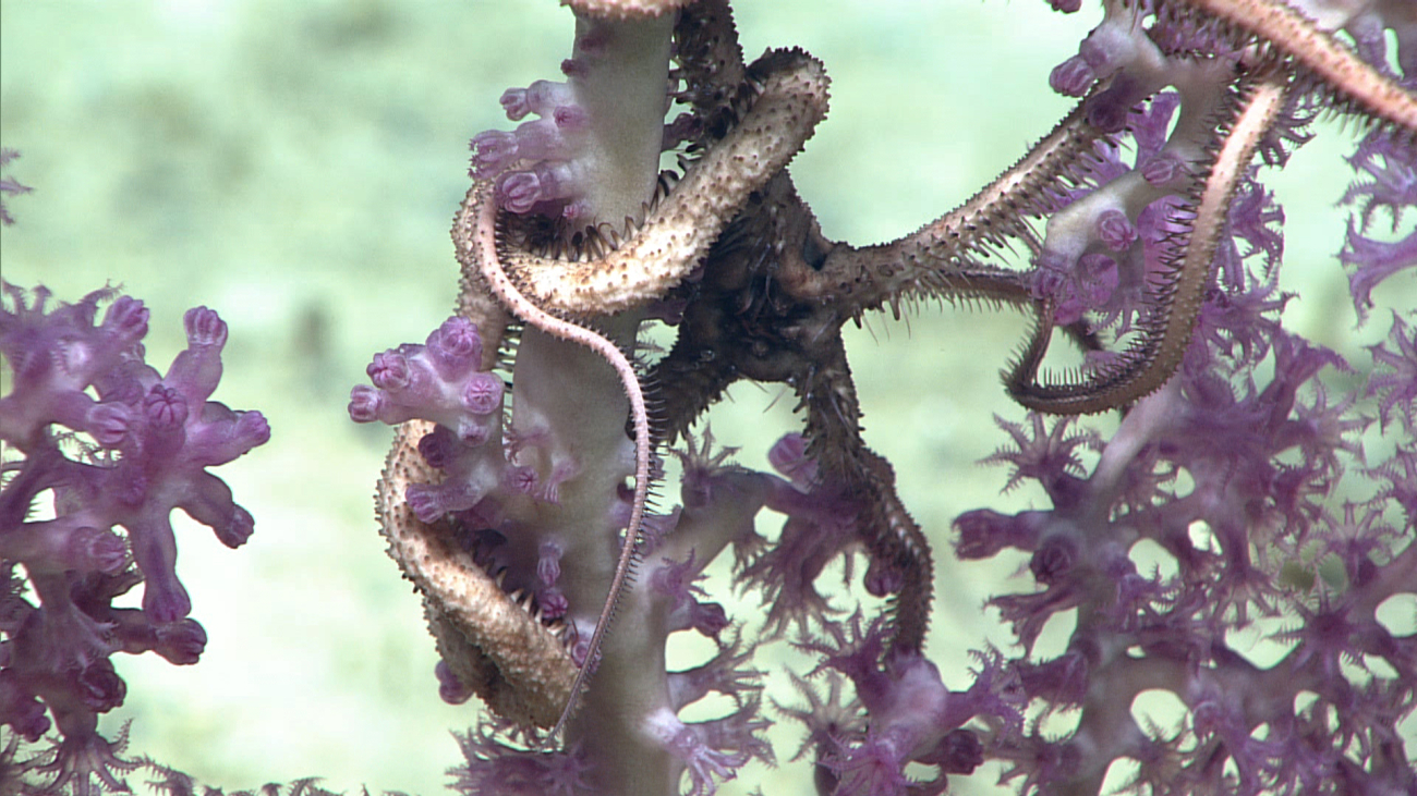 A white brittle star on a white octocoral bush with purple polyps
