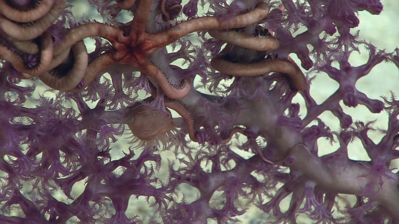 A pinkish-white brittle star on a white octocoral bush with purple polyps