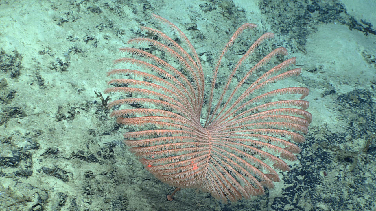 A remarkably symmetricalblack coral bush with peach-colored polyps