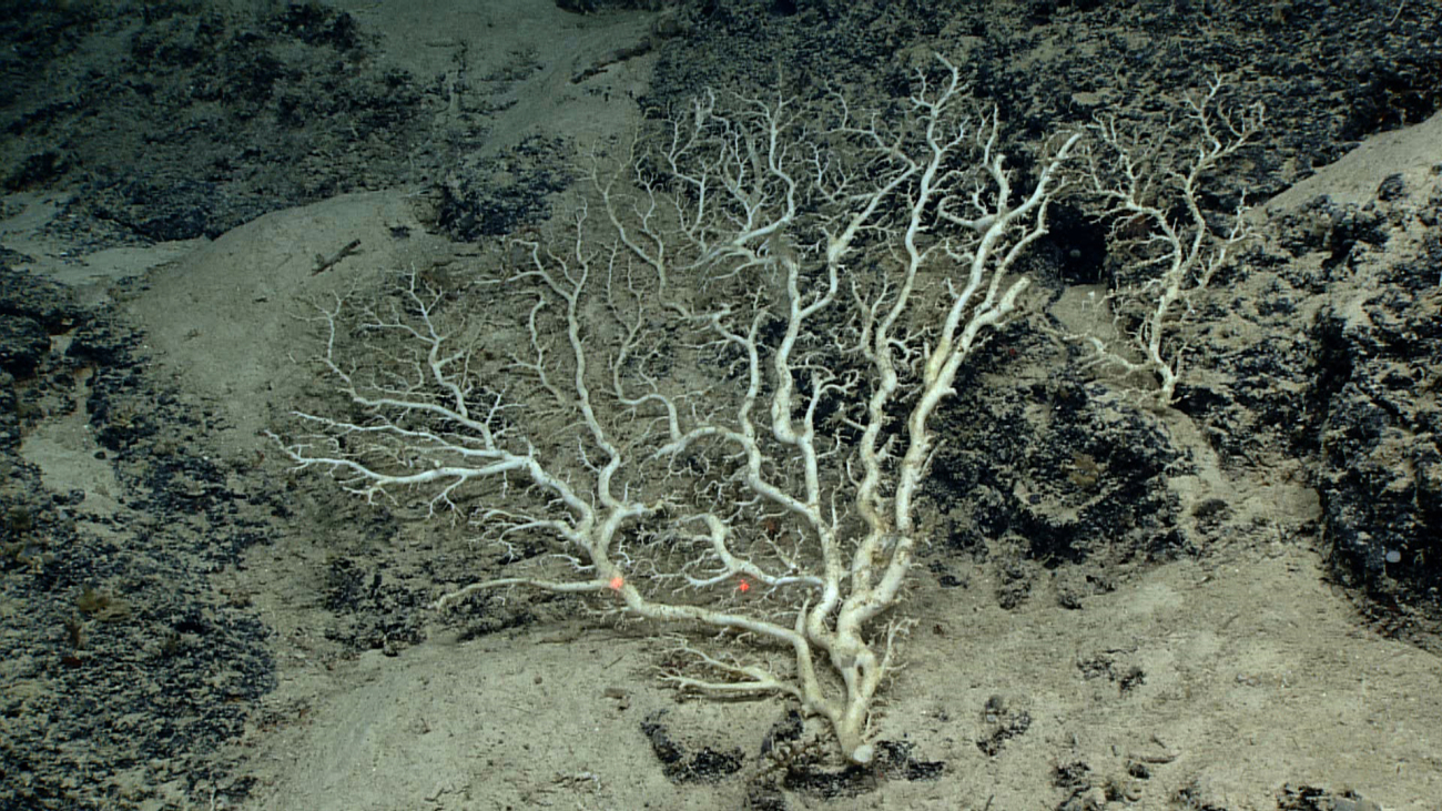 A large dead coral bush laying on the seafloor