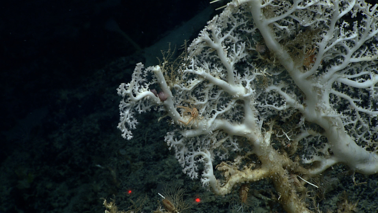 White corallium bush with polyps extended
