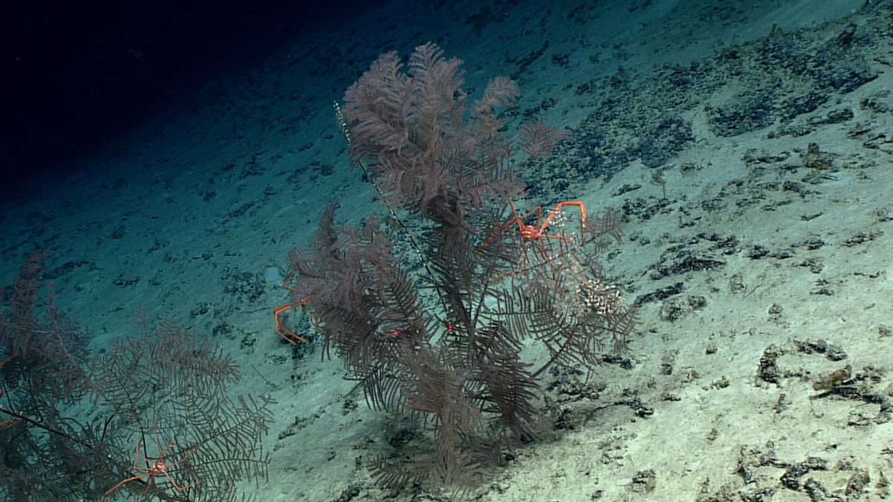 Black coral bushes with associated large reddish-orange squat lobsters