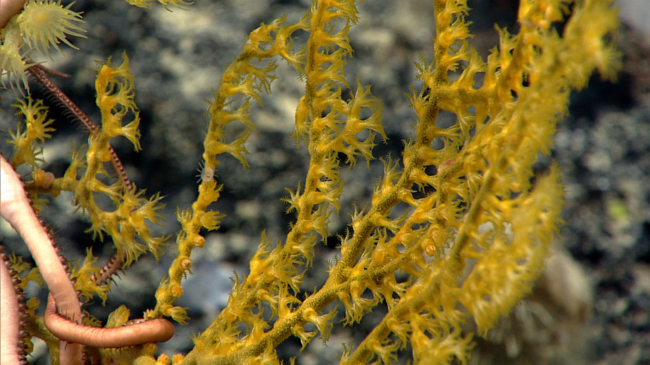 Yellow octocoral with a relatively large brittle star in the lower left andzoanthids in the upper left