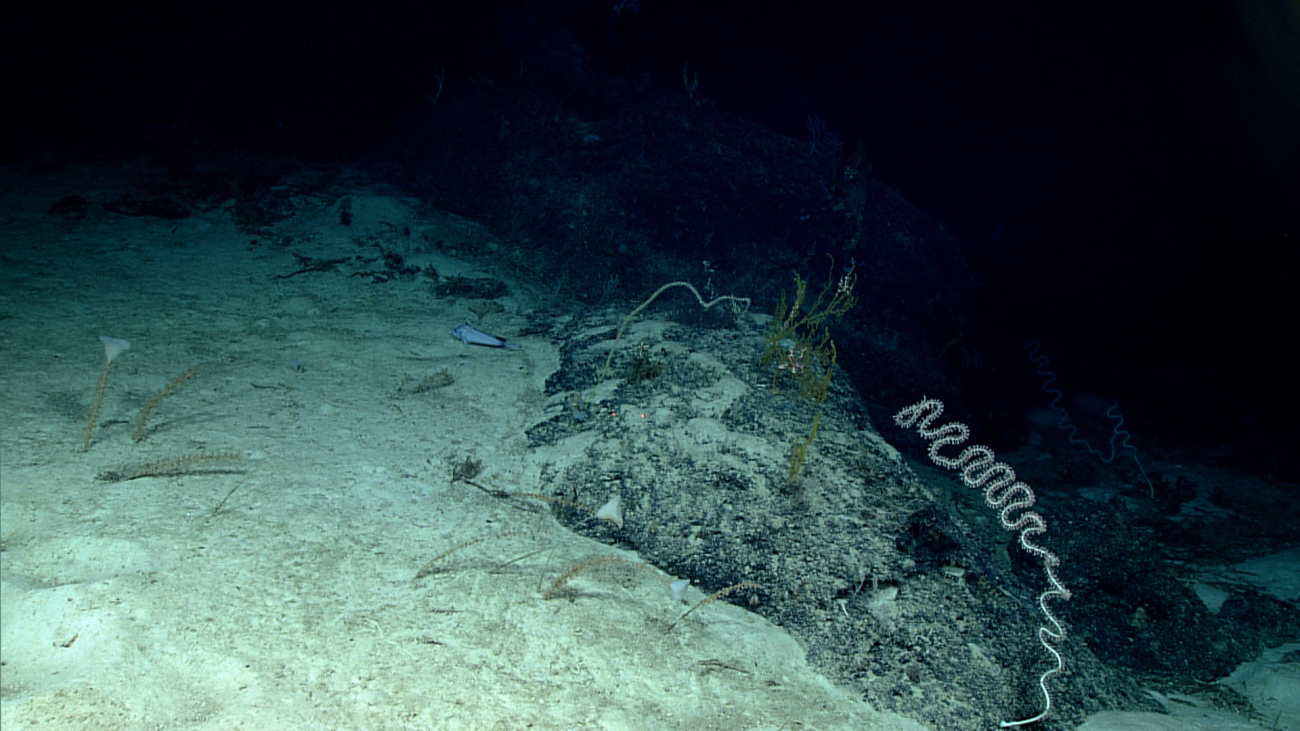 A looping bamboo whip coral and other corals in an area half covered bysediment and the rest rock substrate