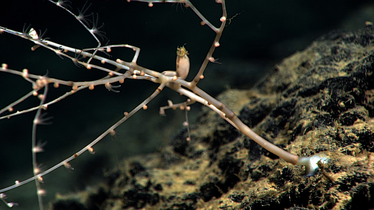 Unidentified object on bamboo whip coral