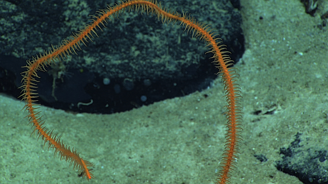 An orange stichopathes black whip coral