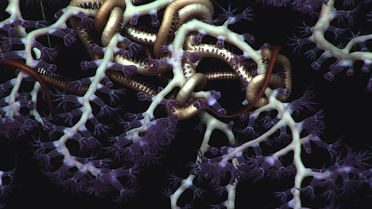 A striking image of white coral branches with purple octocoral polyps