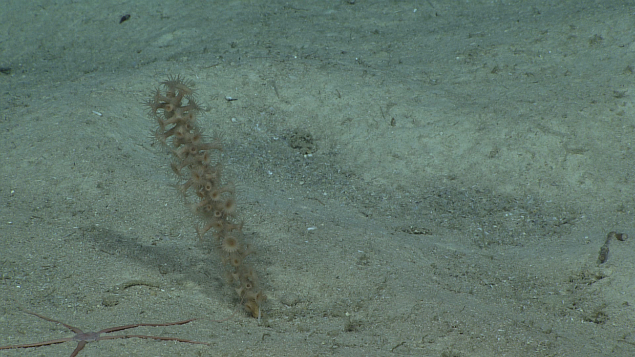 A dead coral stalk covered with cream-colored zoanthids