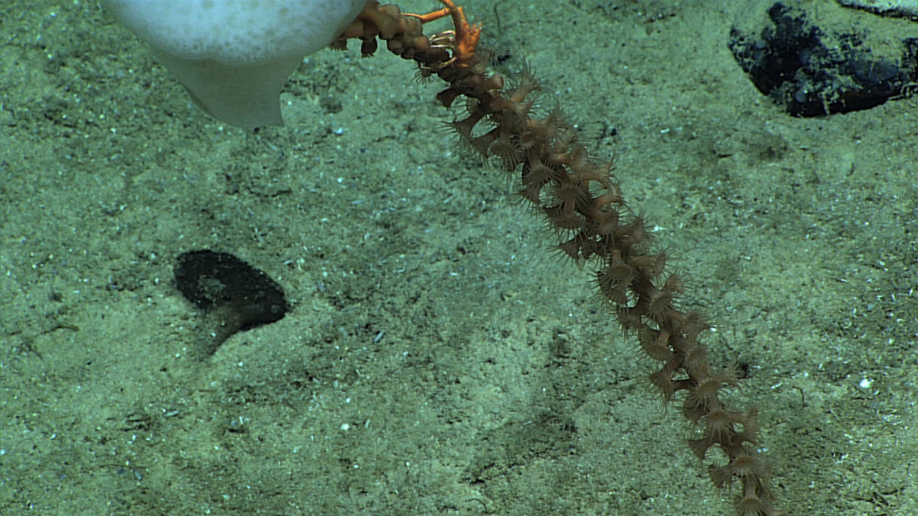 Stalked sponge with zoanthids and a squat lobster