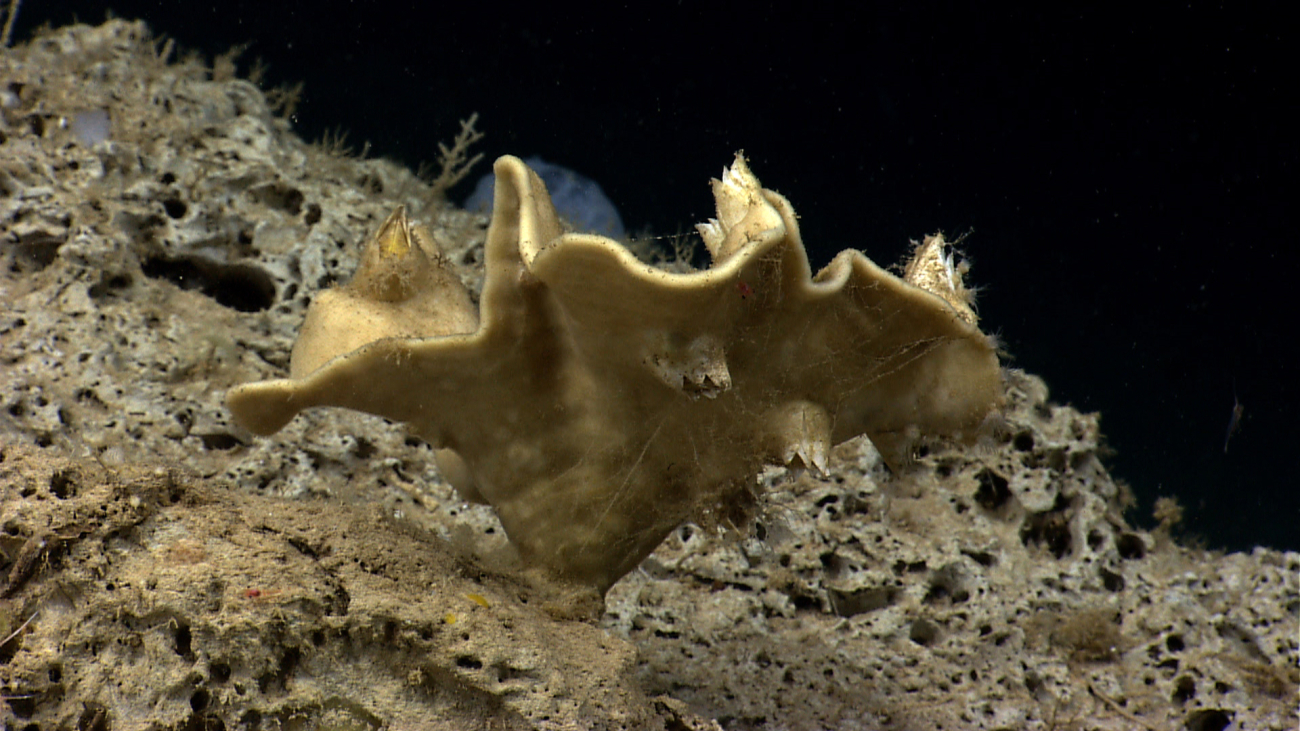 A dead glass sponge with large sessile barnacles