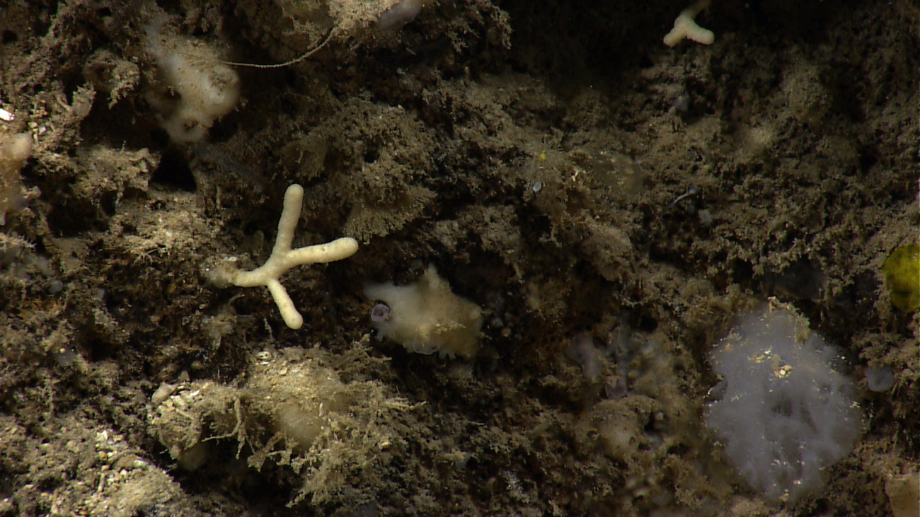 A small stalked sponge
