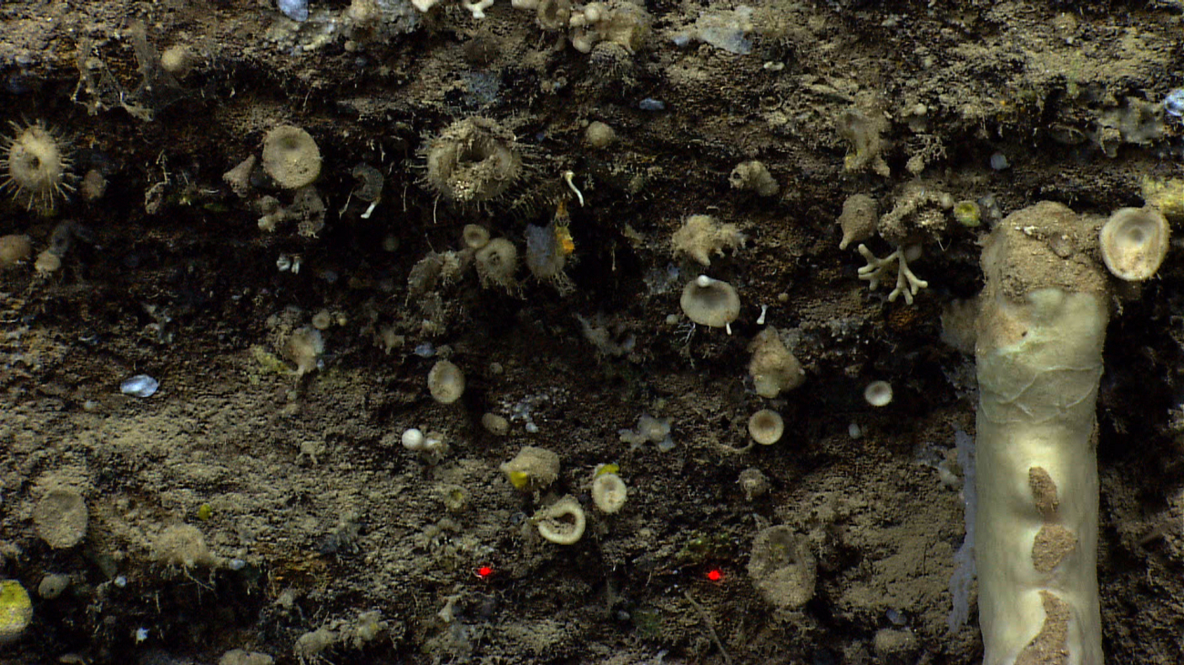 One large columnar sponge and numerous small sponges on a vertical wall