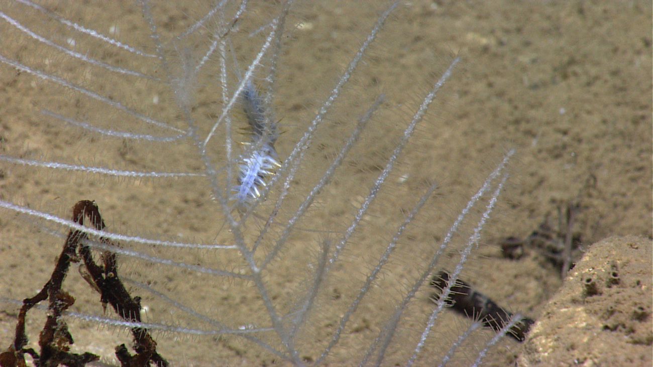A carnivorous sponge with a polychaete worm