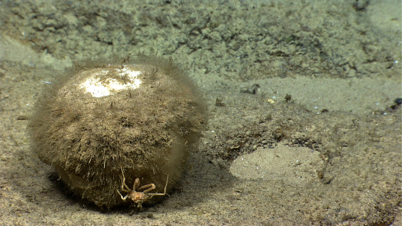A spherical sponge with a squat lobster