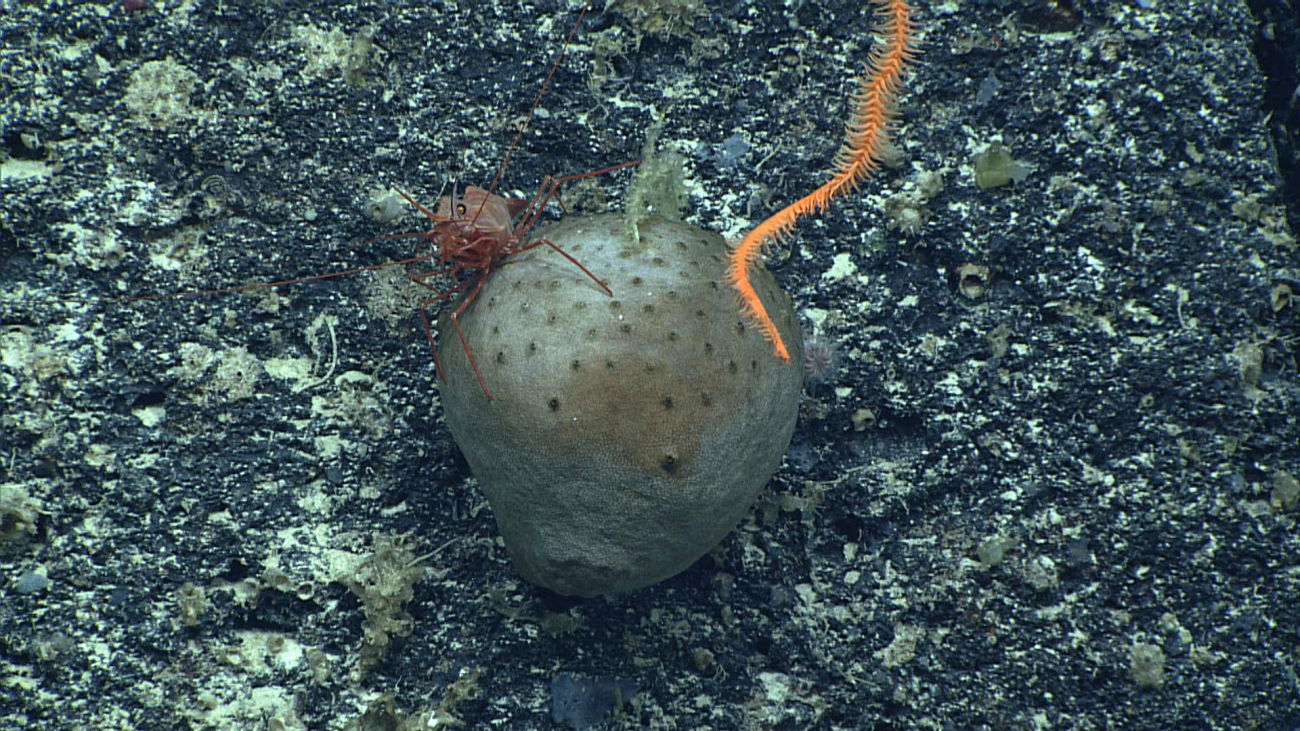 A melon sponge at about 850 meters depth
