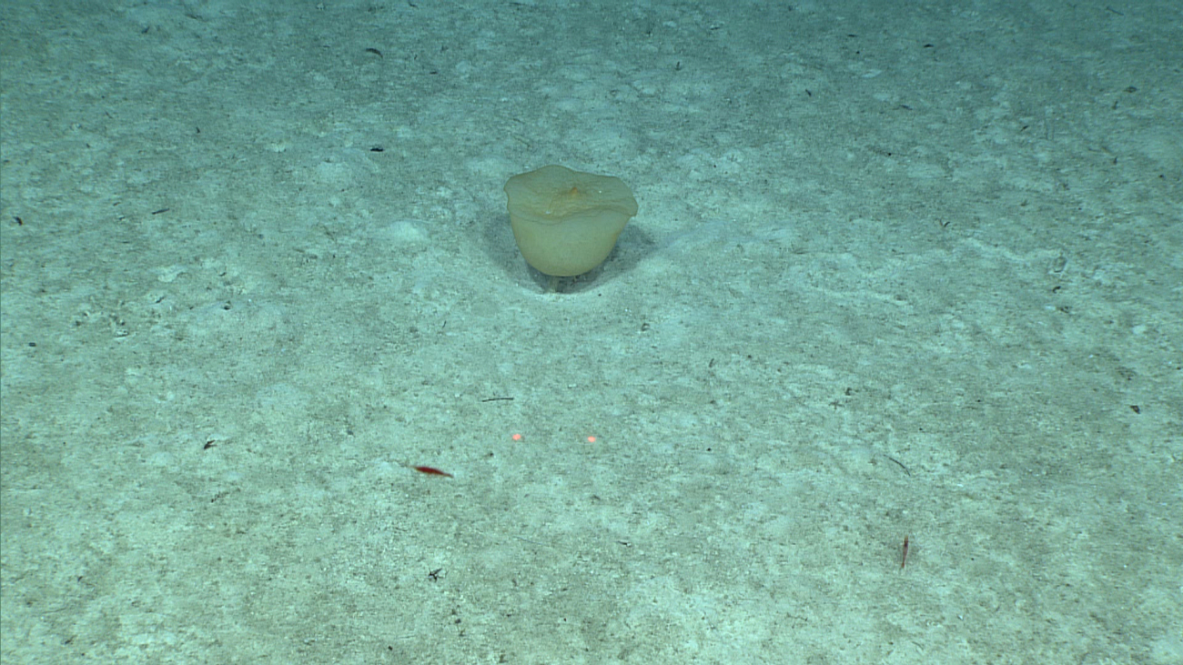 A globular sponge at about 915 meters depth