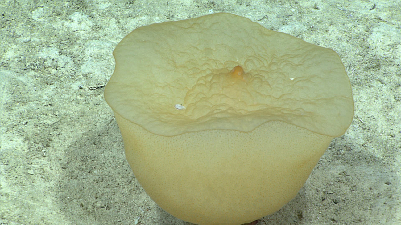 A globular sponge at about 915 meters depth