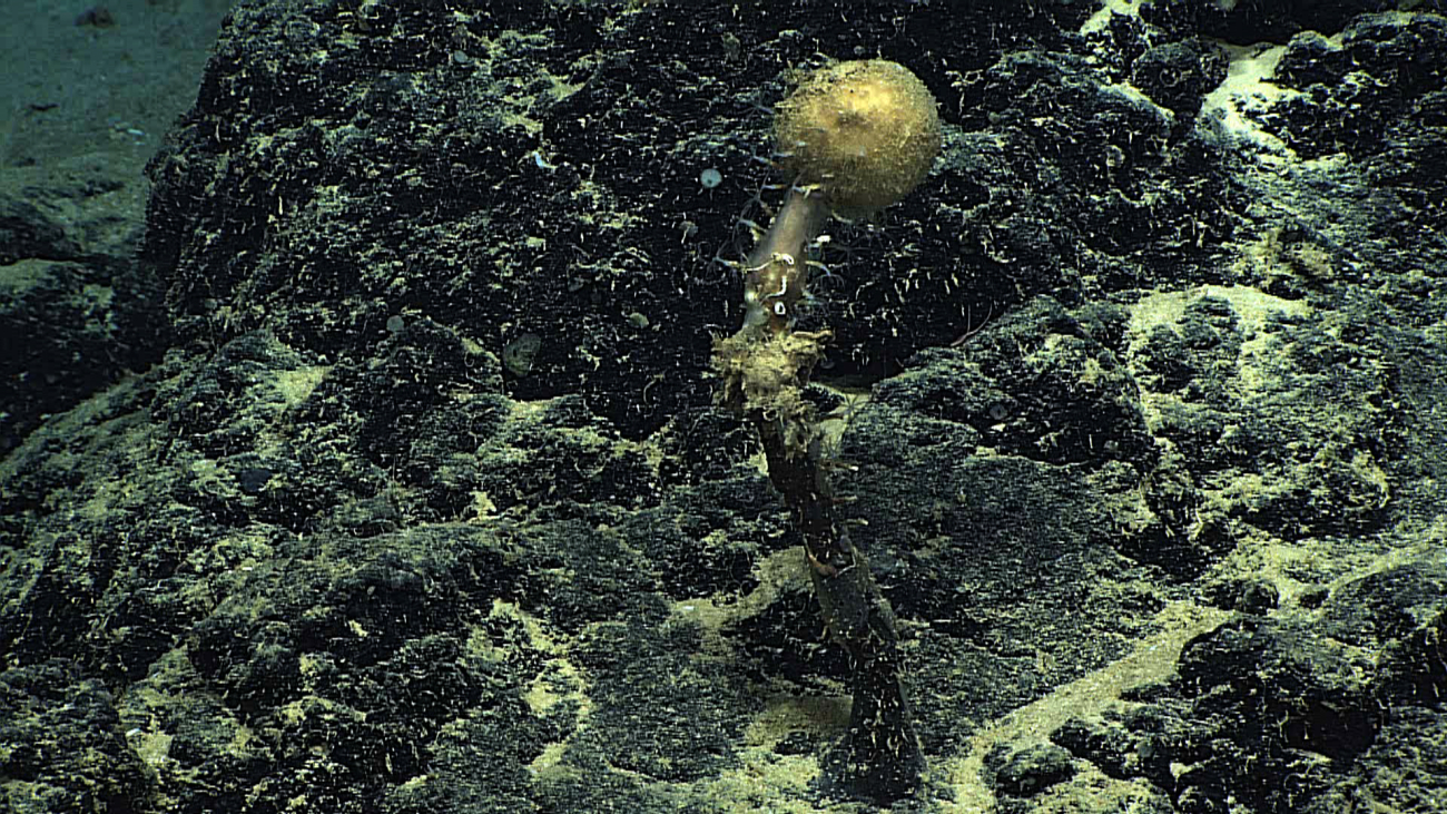 A stalked spherical sponge
