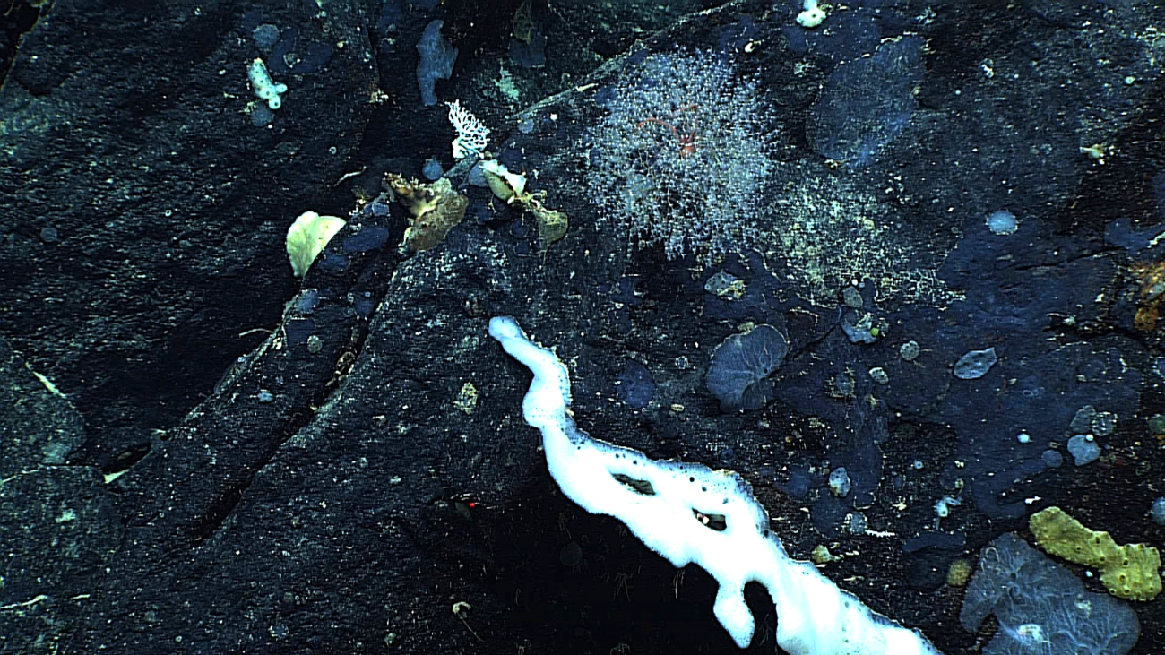 A large white linear glass sponge and numerous smaller sponges at about 950meters