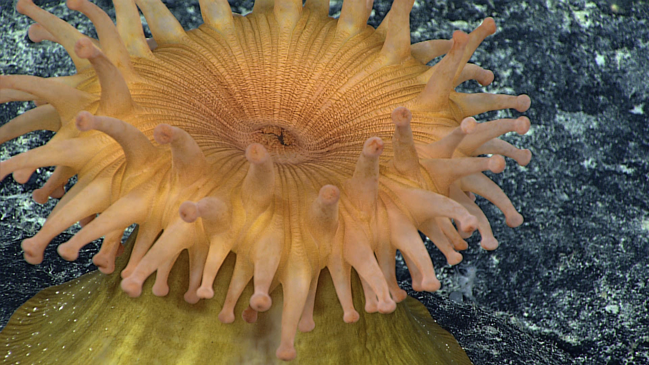 Closeup of orange anemone showing yellow column as well