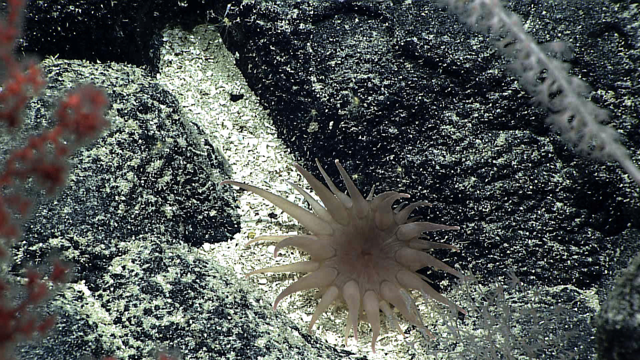 A brownish gray anemone with very robust appearing tentacles