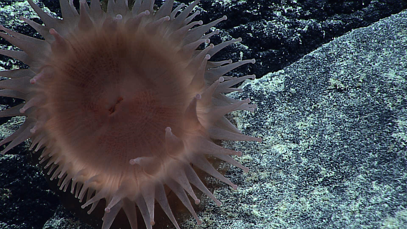A large robust appearing anemone on a black rock surface