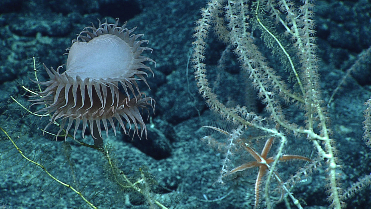 A venus flytrap anemone attached to a dead bamboo coral bush covered withhydroids