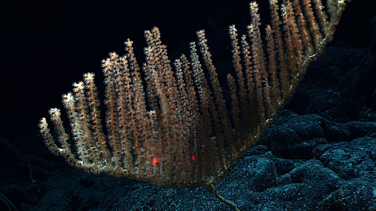A candelabra-like bamboo coral bush