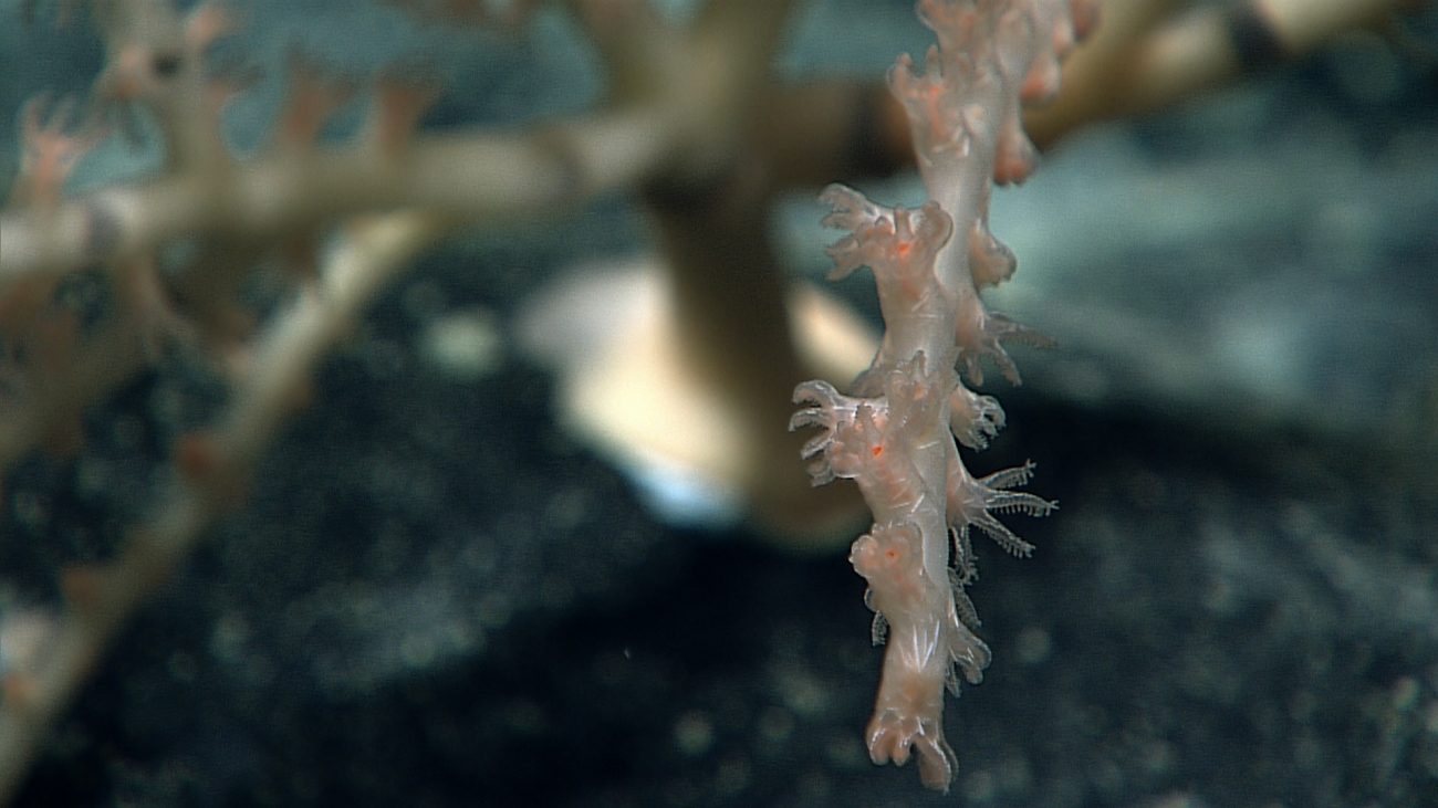 The tip of a branch of bamboo coral