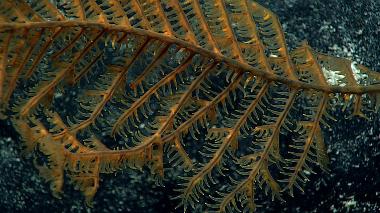 Closeup of the polyps of the gold-colored black coral bush