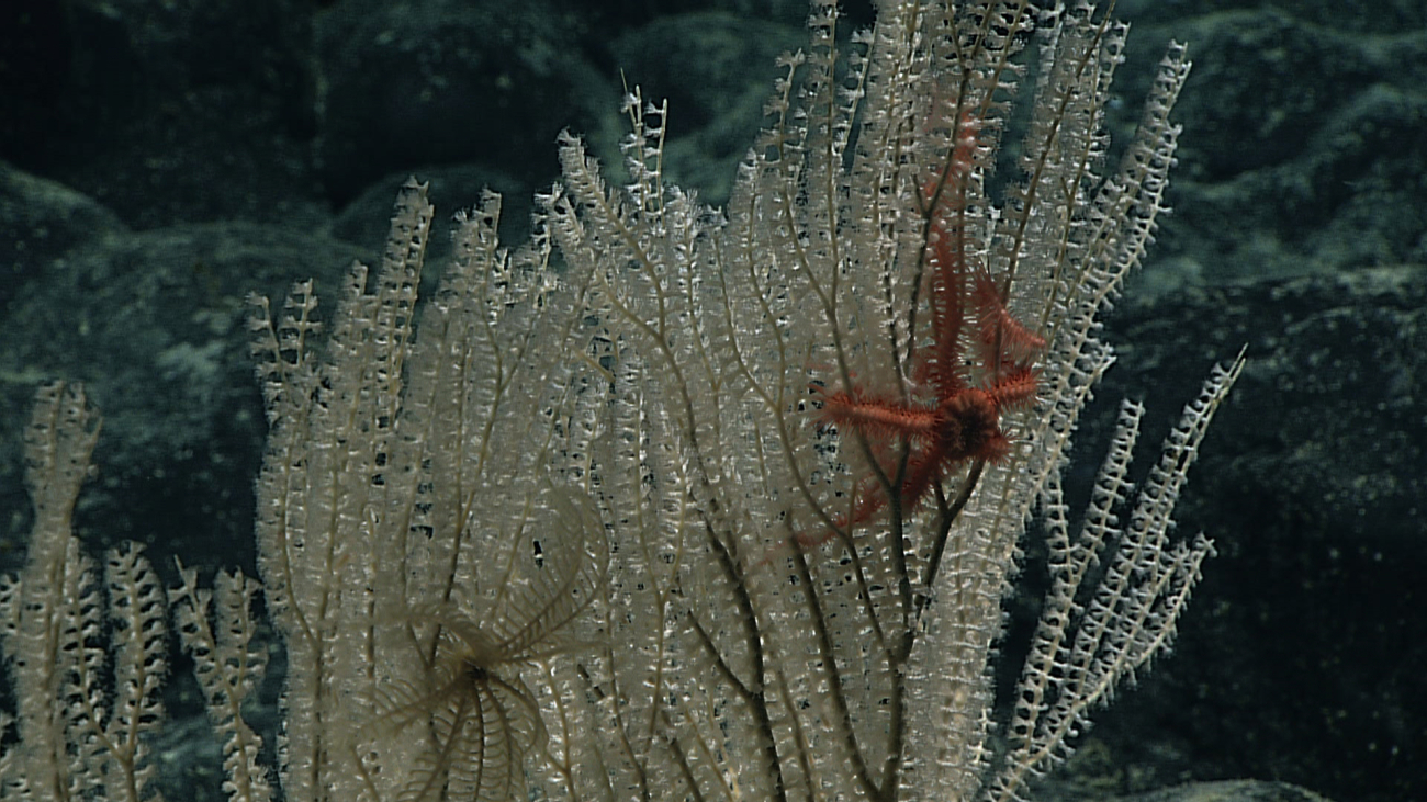 A beautiful primnoid coral with a commensal crinoid (feather star crinoid) andophiuroid (brittle star)