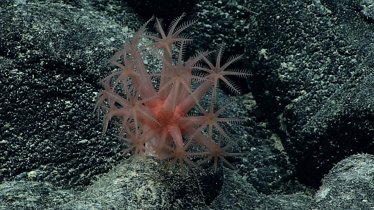 An anthomastus coral on a black rock substrate