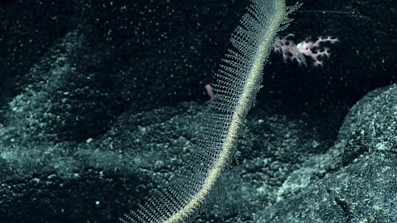 A black whip coral with translucent polyps