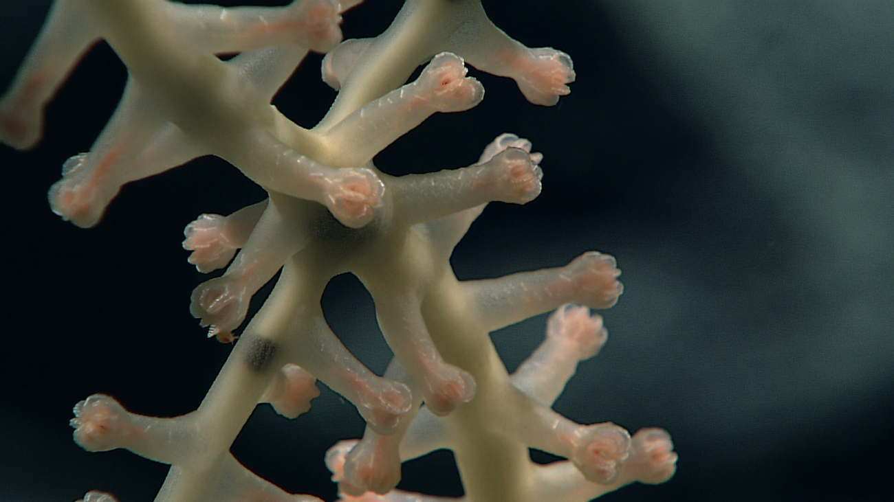 Retracted peach colored polyps of a bamboo coral