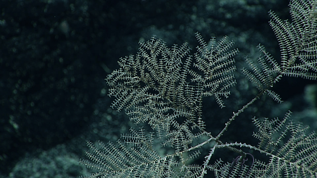 An unhealthy looking black coral bush with white to translucent polyps