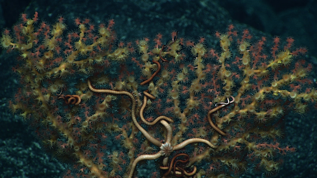 A pinkish-red octocoral bush with yellow zoanthids and a relatively largeassociated brittle star