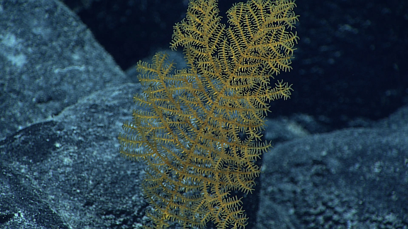 A yellow black coral