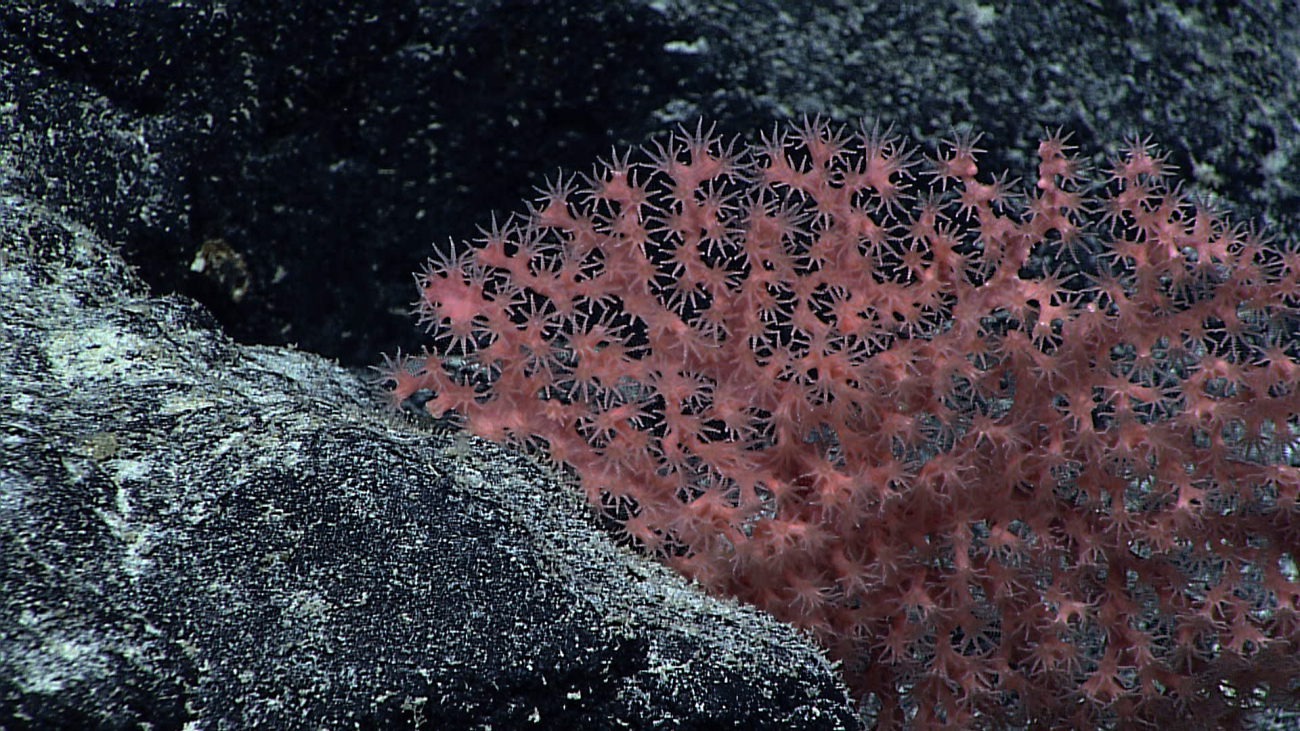 A pinkish red octocoral with polyps extends