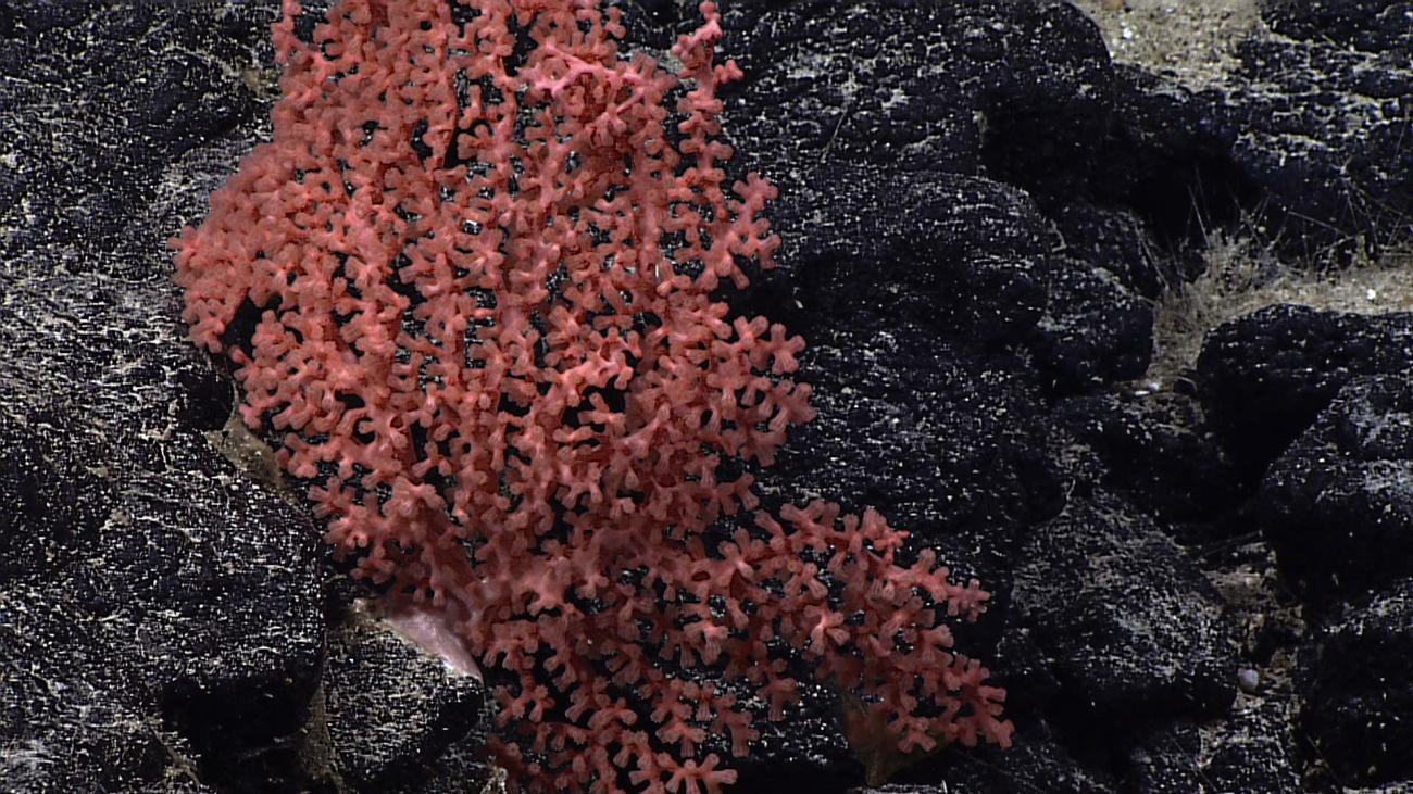 A red coral bush with polyps retracted