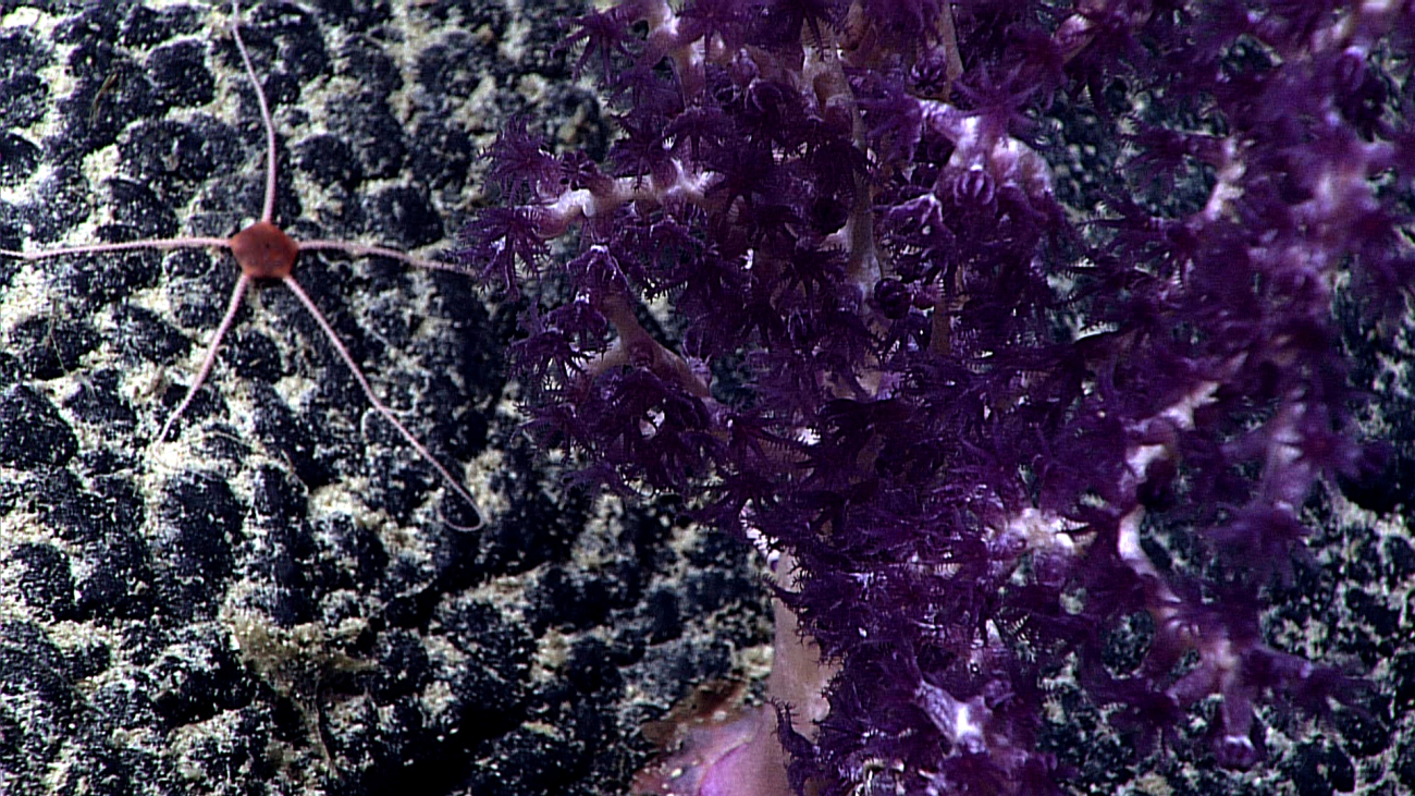 A striking image of a white stemmed octocoral with purple polyps