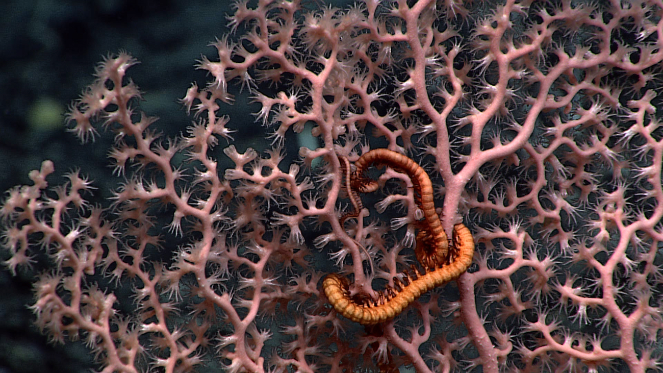 A pink octocoral with an orange red brittle star