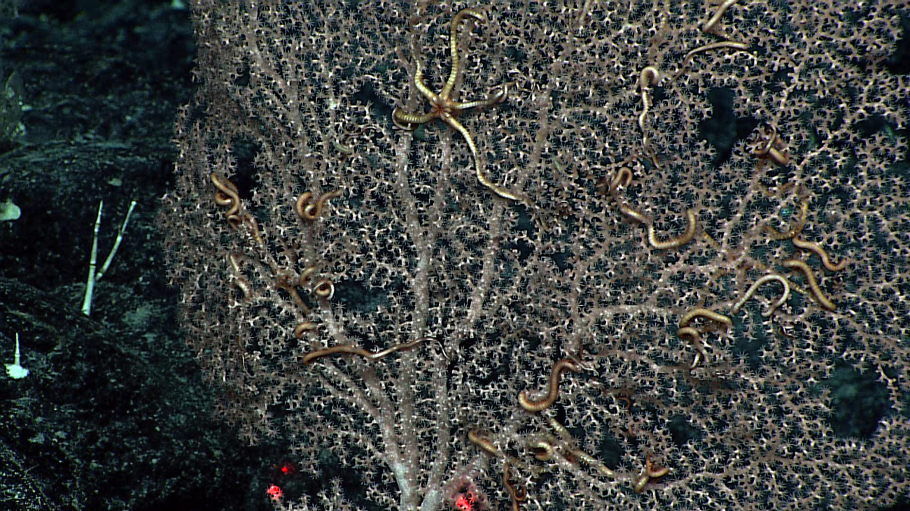 The large octocoral seen in image expn4263