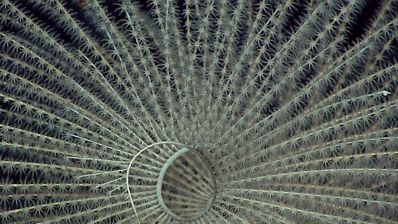 Looking down the axis of an iridogorgia coral