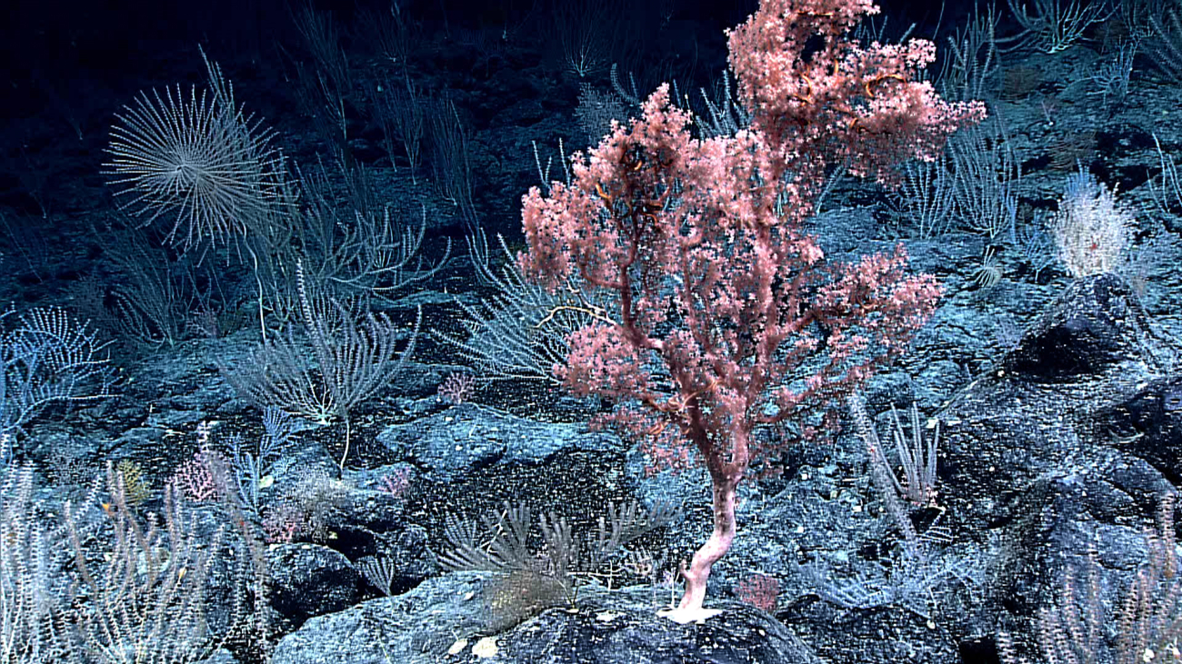 A pink gorgonian octocoral in the midst of bamboo corals and an Iridogorgiacoral