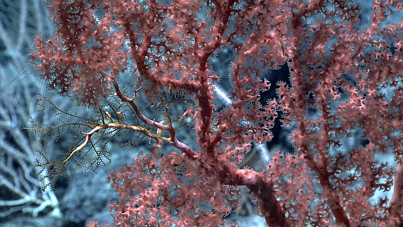 Closeup of the polyps of the pink gorgonian octocoral seen in image expn4273