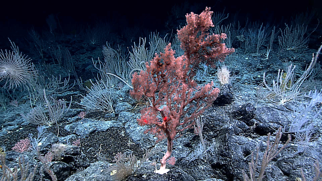 Laser beams spaced 10 cm apart help measure the size of this gorgonianoctocoral