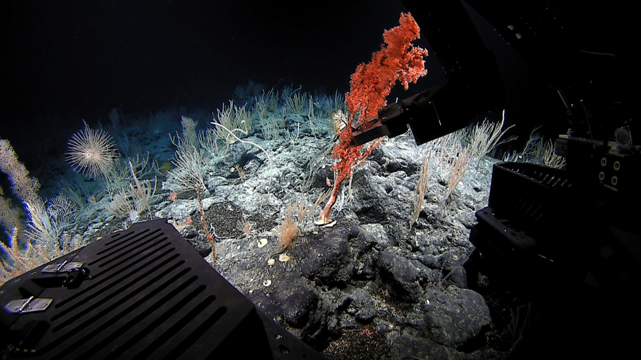 Manipulator arm of Deep Discoverer sampling a gorgonian octocoral