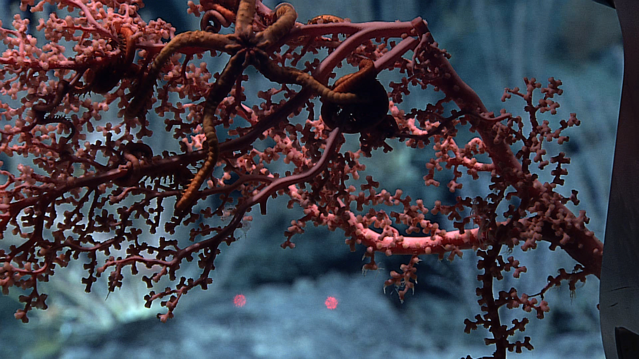 Gorgonian coral with brittle star being sampled by Deep Discover for bringing tothe surface and further study