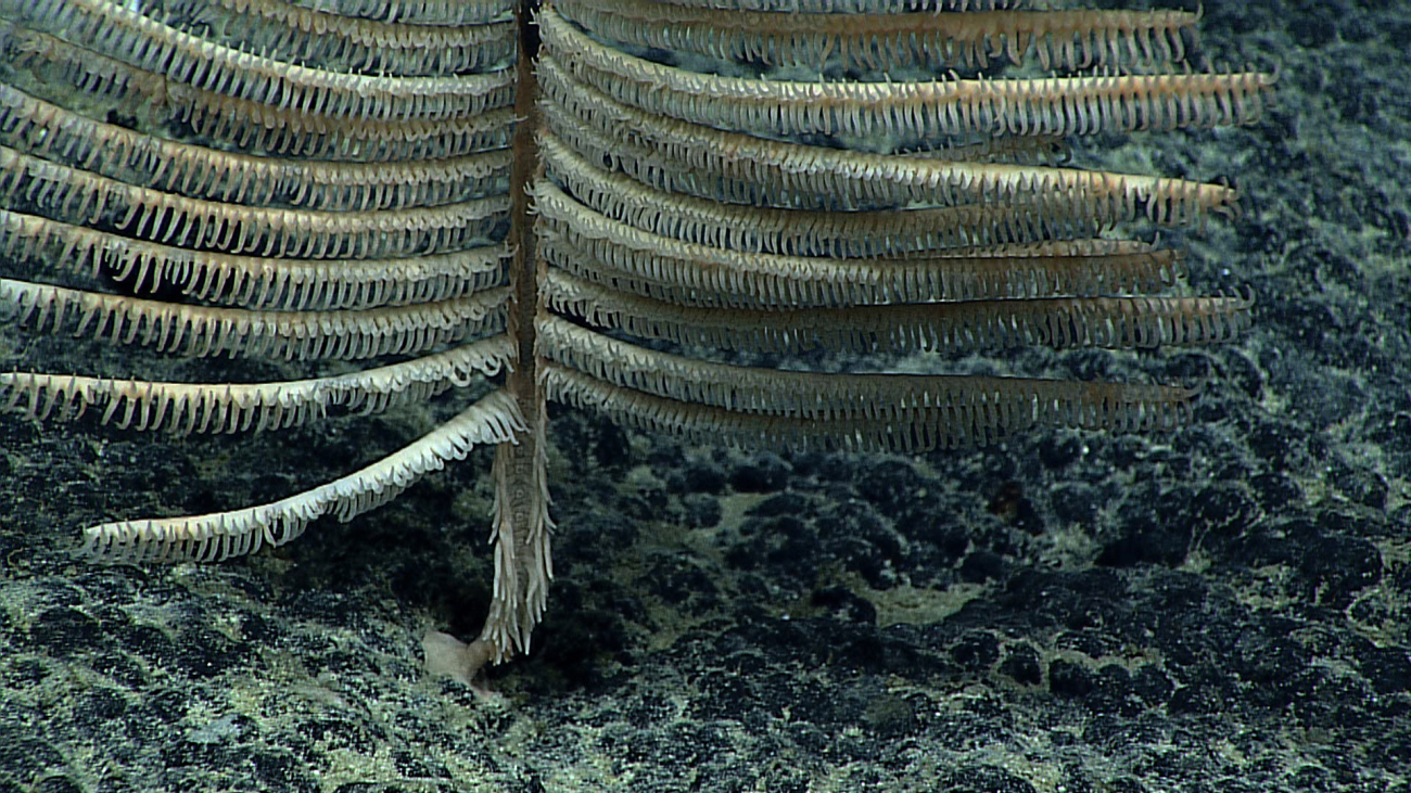 Closeup of the base of the black coral bush in image expn4280