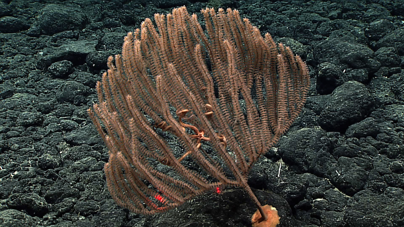 A small peach colored primnoid coral  about a foot across and a foot high